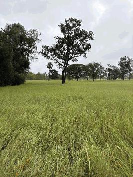 ด่วน ขายที่นา ราคาถูก อ.กันทรารมย์ จ.ศรีสะเกษ เนื้อที่ 12 ไร่ 2 งาน 62.6 ตร.ว. โทร 062-5982441 (คุณโย)